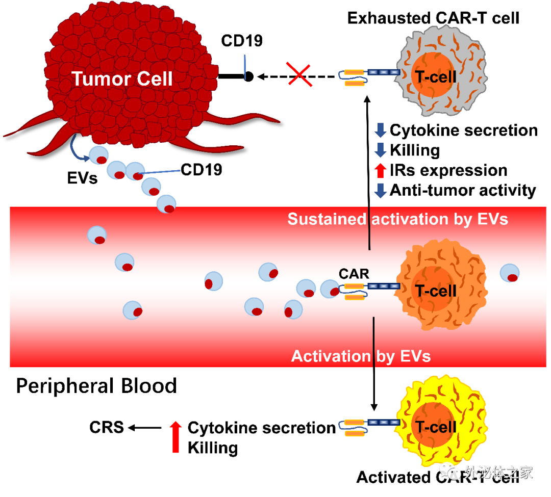Cancer Letters | 华中科技大学游泳、郭安源及