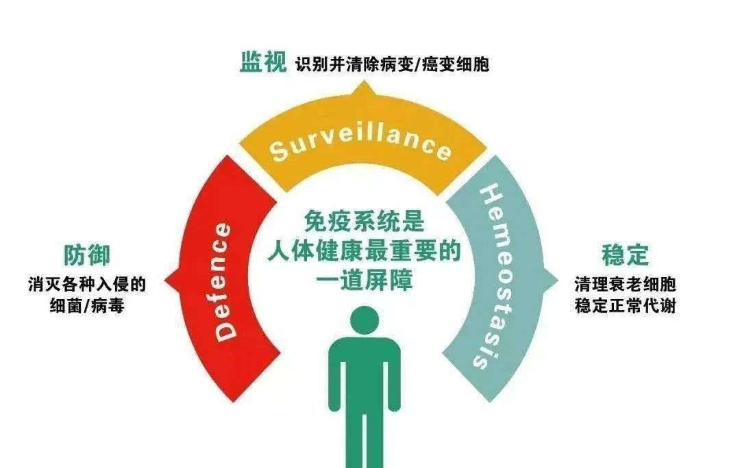 干细胞势必助力自身免疫性疾病康复